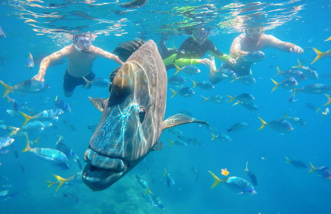 Peninsula Airlie Beach - Photo 71