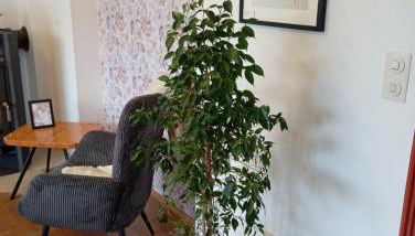 Wohnung im Grünen in Messenähe - Foto 2