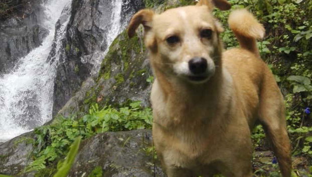 Les mascotes sont les bienvenues dans cette randonnée