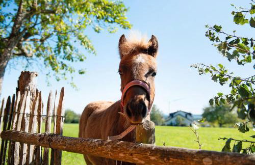 Pension Ferienwohnung Baarblick - Foto 11