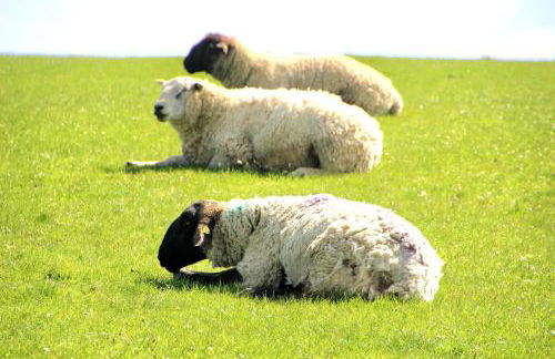 Landhaus Knudsen - Foto 76