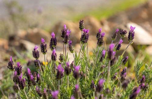 Casas Velhas - Casa da Taberna - Foto 17