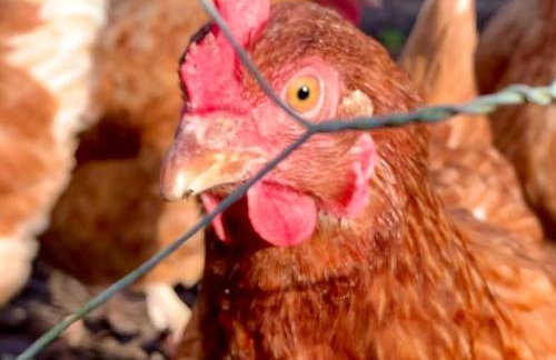 Siblyback Cottage - Foto 19