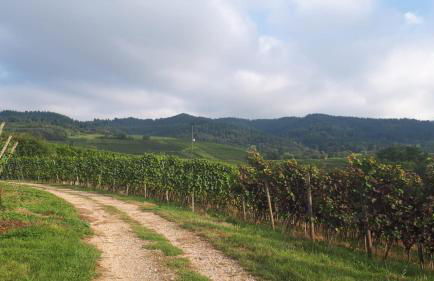 Haus Elfriede - Foto 36