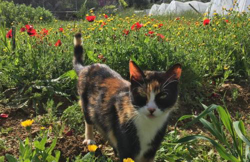 Spacious n comfortable Aloe Vera farm house - Photo 24