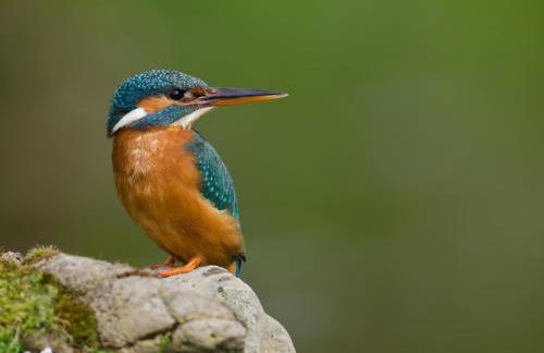 Mill House Bungalow - Foto 33