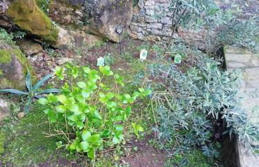 Relax vicino alle Cinque Terre - Foto 23