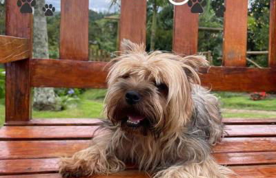 Chalés Flor do Caparaó em Patrimonio da Penha - Foto 2