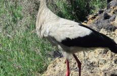 zielono mi - Foto 79