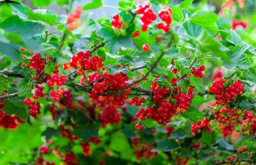 Agroturystyka Sikorki - Foto 26