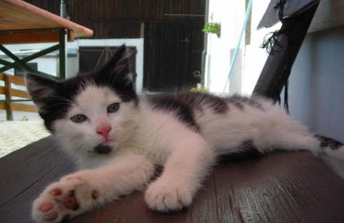 Ferienwohnung Lindenhof - Foto 36