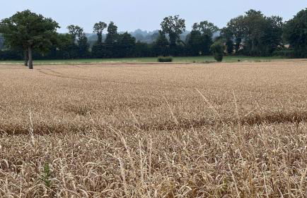 Charming Cottage in a typical French Village - Foto 66