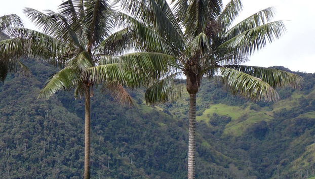 Les plus grands palmiers à cire du monde