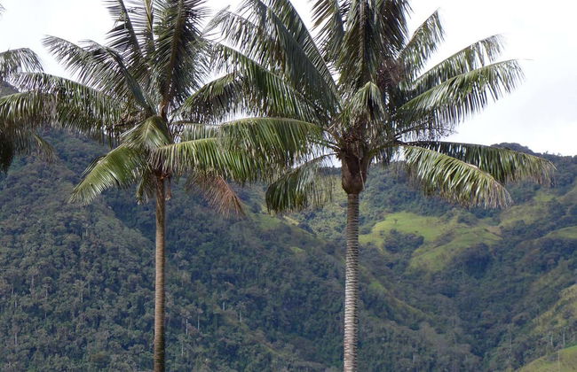 Escursione al santuario di palme da cera di Toche - Foto 4