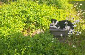 Dom Gościnny Zarembianka - Foto 45