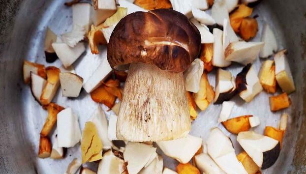 Mushroom Hunting Tour - Photo 3