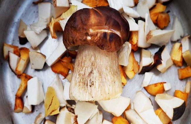 Mushroom Hunting Tour - Photo 3