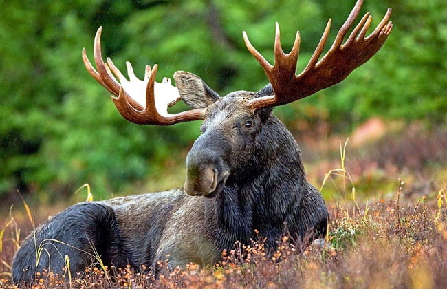 4 Person Holiday Home in Fargelanda - Foto 15