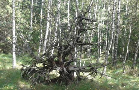 Wiejska Chata - Foto 56