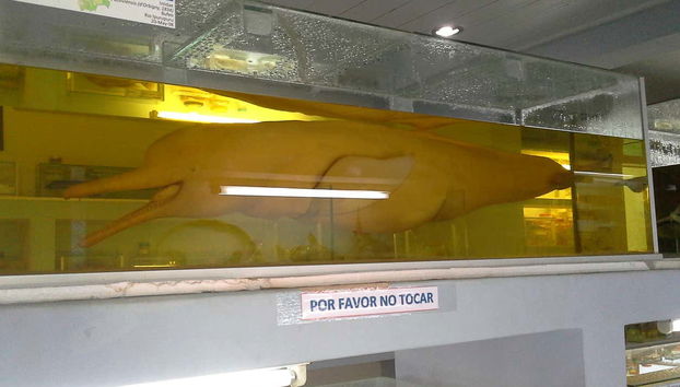 Il delfino delle Amazzoni