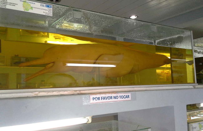 Fish Fauna Museum Tour in Beni - Foto 5