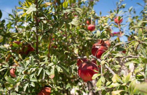 Bird Nest-Santorini Cave houses - Foto 27