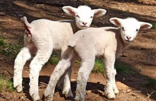 Cabana Santa Cruz - Foto 36