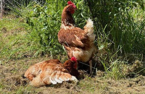 Shepherdshut-hot Tub-cotswolds-petfriendly - Photo 75