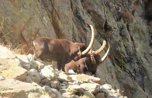 Bergeriedekakisse Mercantour - Foto 10