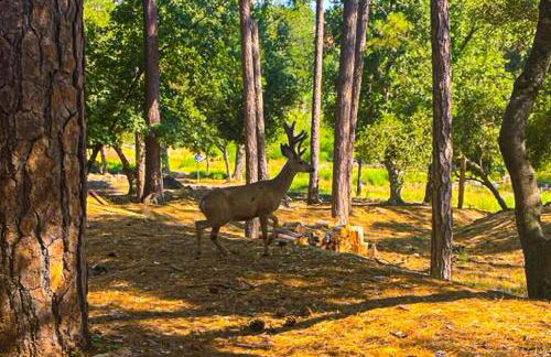 Big Creek Hideaway - Foto 33