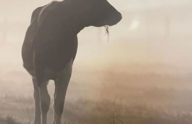 Westerwaldhaus - Foto 15