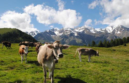 Appartamenti Casavacanzepejo - Foto 31