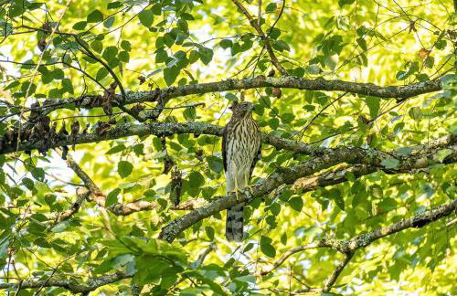 Hawthorne Manor | 3BD in Central Tucson w/ Patio - Foto 21