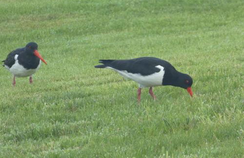 The Causeway - Foto 41