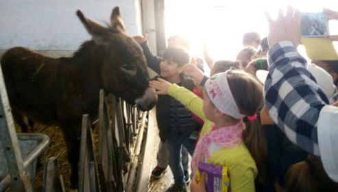 Masseria Salecchia - Foto 5