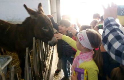 Masseria Salecchia - Foto 5
