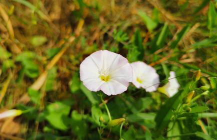 Biały Domek Nielbark - Agroturystyka - Foto 44