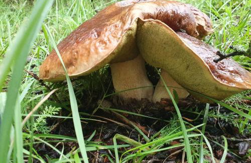 Przystań Piława - Foto 75