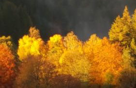 Fewo Fuchs - Foto 25