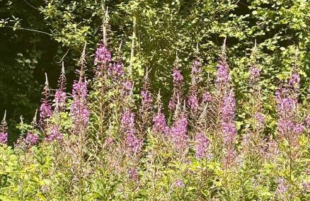 Charming 2 bedroom cottage in Brecon - families and pets welcome! - Foto 23