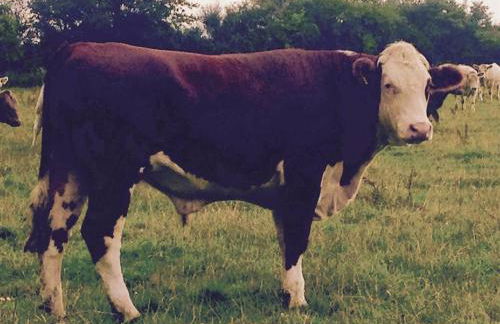 Battens Farm Cottages - B&B and Self-catering Accommodation - Foto 20