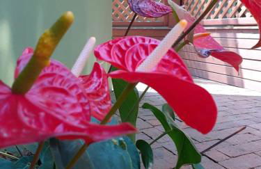 Vila Figueiredo das Donas - Photo 26