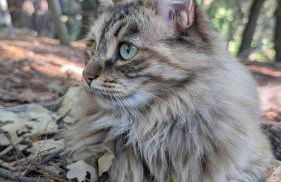 La Rose et Le Loup Gîte Éco-vintage - Foto 40