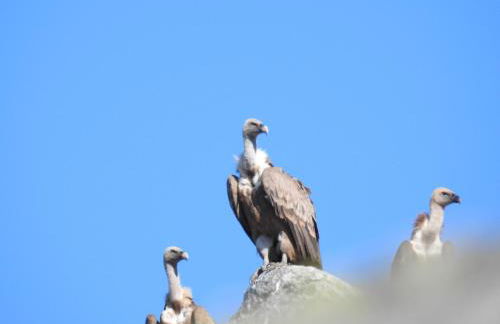 Casa rural El rincón de Gredos - Photo 36