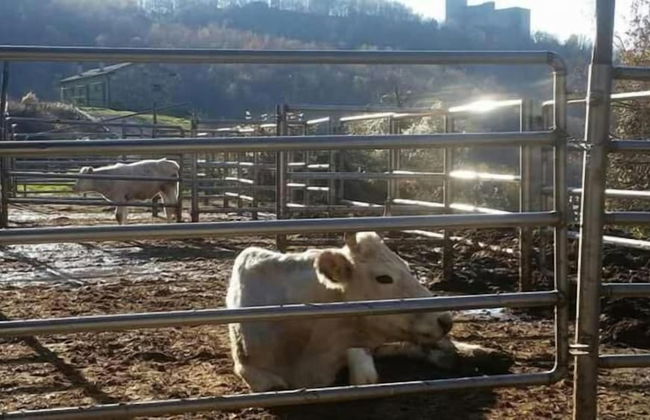 Le Chianine dei Tognoli - Foto 5