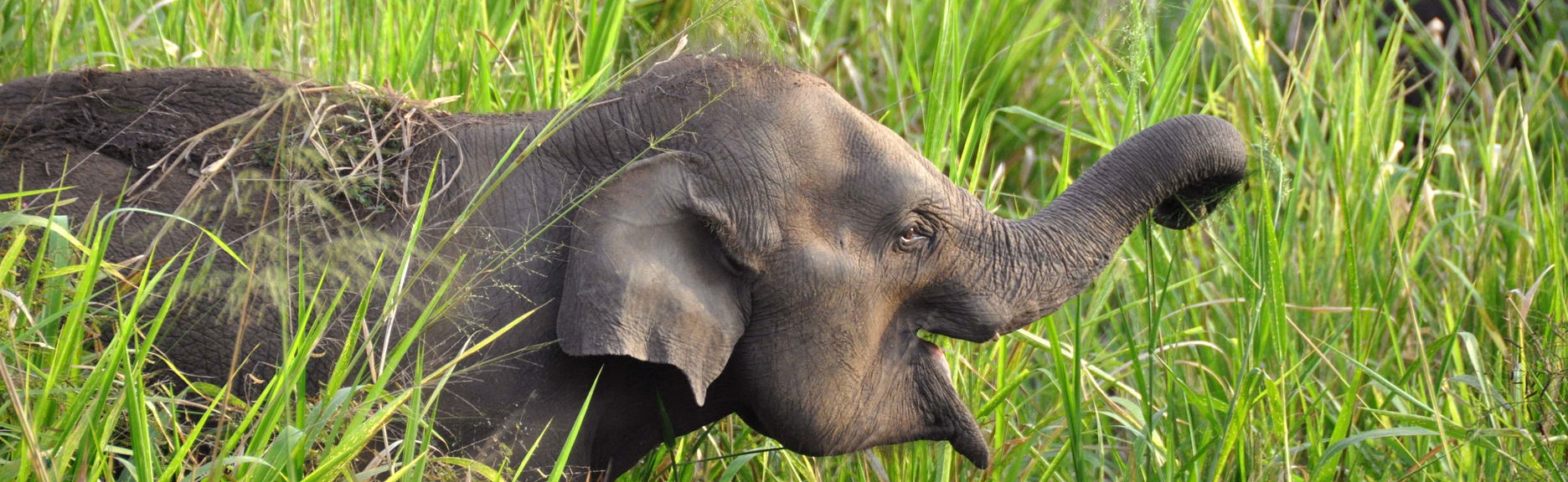 Private Hurulu Eco Park Safari - Foto 1