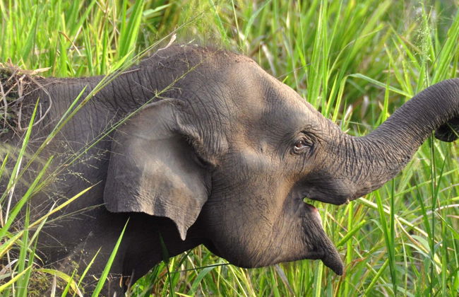 Private Hurulu Eco Park Safari - Foto 1