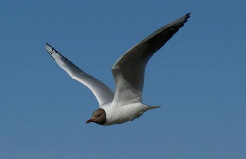 Ferienwohnung Koserow - Foto 10