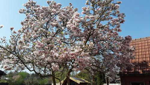 Ferienwohnung Ostfriesland - Foto 2, Garden view