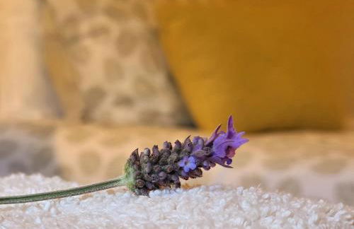 Adcasinha em Arganil - Foto 23